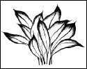 Энциклопедия комнатных растений - i_130.png