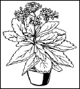 Энциклопедия комнатных растений - i_132.png