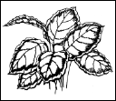Энциклопедия комнатных растений - i_133.png