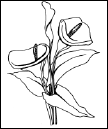 Энциклопедия комнатных растений - i_134.png