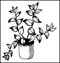 Энциклопедия комнатных растений - i_135.png
