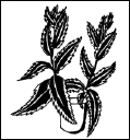 Энциклопедия комнатных растений - i_143.png