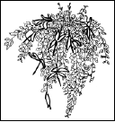 Энциклопедия комнатных растений - i_144.png