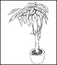 Энциклопедия комнатных растений - i_146.png