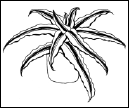 Энциклопедия комнатных растений - i_149.png