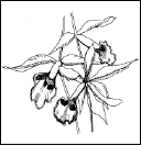 Энциклопедия комнатных растений - i_150.png