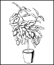 Энциклопедия комнатных растений - i_151.png