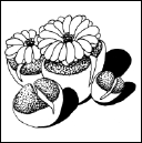 Энциклопедия комнатных растений - i_152.png
