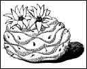 Энциклопедия комнатных растений - i_153.png