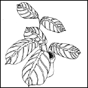 Энциклопедия комнатных растений - i_154.png
