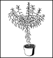 Энциклопедия комнатных растений - i_155.png