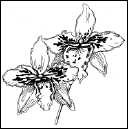 Энциклопедия комнатных растений - i_159.png