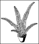 Энциклопедия комнатных растений - i_164.png