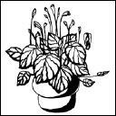Энциклопедия комнатных растений - i_169.png
