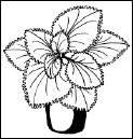 Энциклопедия комнатных растений - i_171.png