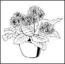 Энциклопедия комнатных растений - i_173.png