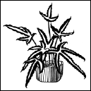Энциклопедия комнатных растений - i_174.png