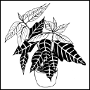 Энциклопедия комнатных растений - i_175.png
