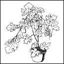Энциклопедия комнатных растений - i_177.png