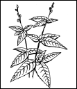 Энциклопедия комнатных растений - i_181.png
