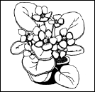 Энциклопедия комнатных растений - i_182.png