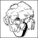 Энциклопедия комнатных растений - i_184.png