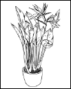 Энциклопедия комнатных растений - i_185.png
