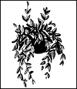 Энциклопедия комнатных растений - i_187.png