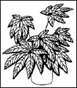 Энциклопедия комнатных растений - i_189.png