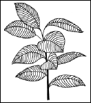 Энциклопедия комнатных растений - i_190.png