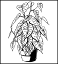 Энциклопедия комнатных растений - i_191.png