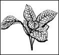 Энциклопедия комнатных растений - i_192.png