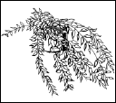 Энциклопедия комнатных растений - i_195.png