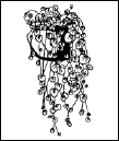 Энциклопедия комнатных растений - i_196.png