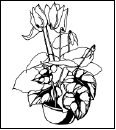 Энциклопедия комнатных растений - i_197.png