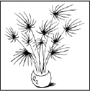 Энциклопедия комнатных растений - i_198.png