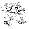 Энциклопедия комнатных растений - i_201.png
