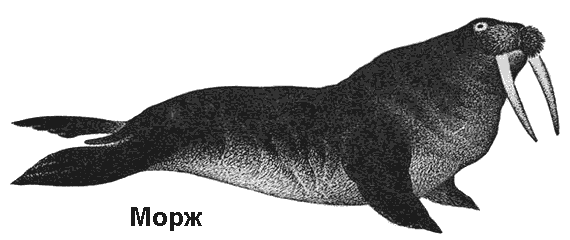 По морям вокруг Земли. Детская морская энциклопедия. Часть I - i_075.png