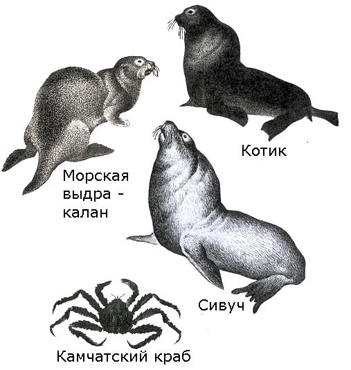 По морям вокруг Земли. Детская морская энциклопедия. Часть I - i_092.jpg