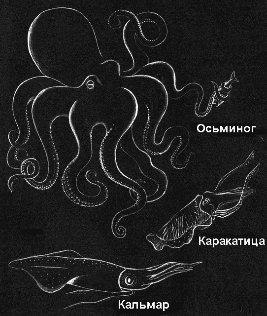 По морям вокруг Земли. Детская морская энциклопедия. Часть I - i_138.png