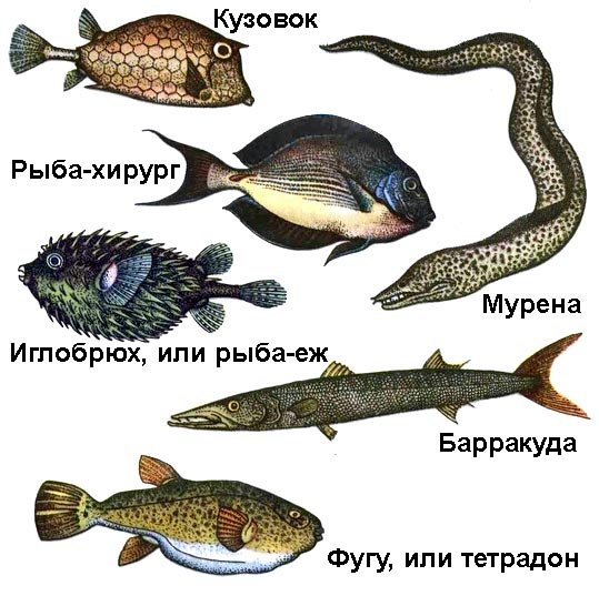 По морям вокруг Земли. Детская морская энциклопедия. Часть II - i_058.jpg