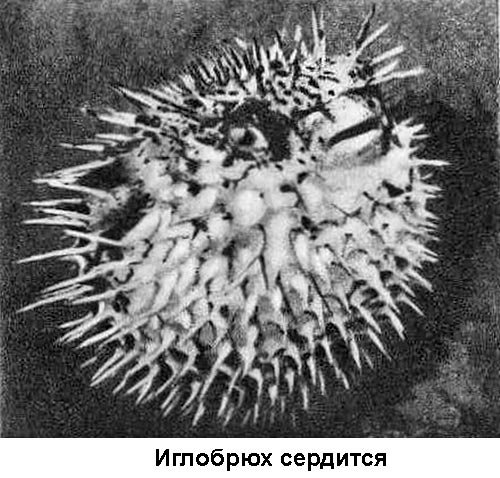 По морям вокруг Земли. Детская морская энциклопедия. Часть II - i_059.jpg