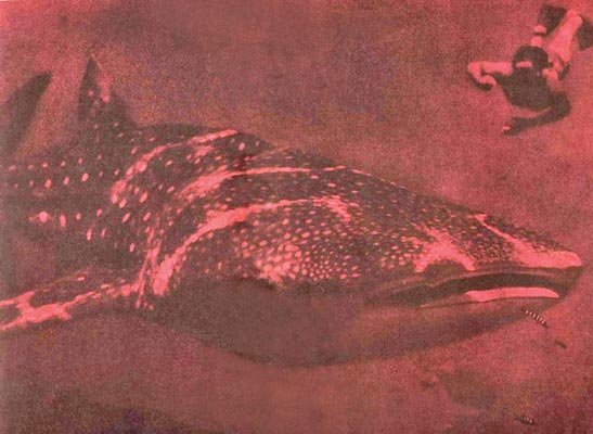 По морям вокруг Земли. Детская морская энциклопедия. Часть II - i_060.jpg