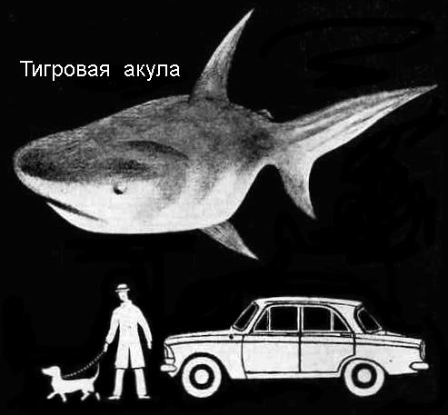 По морям вокруг Земли. Детская морская энциклопедия. Часть III - i_051.jpg