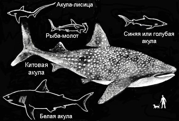По морям вокруг Земли. Детская морская энциклопедия. Часть III - i_052.jpg
