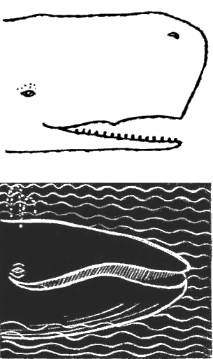 По морям вокруг Земли. Детская морская энциклопедия. Часть III - i_057.png