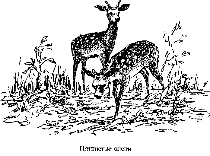 Следопыты Ильменских гор - img_8.png