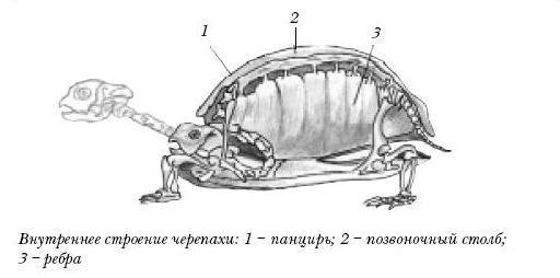 Красноухие черепахи - i_004.jpg