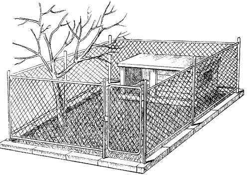 Американский кокер-спаниель - _28.png