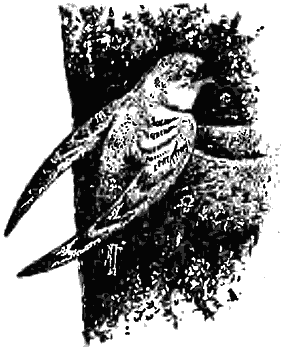 Причуды природы - i_077.png